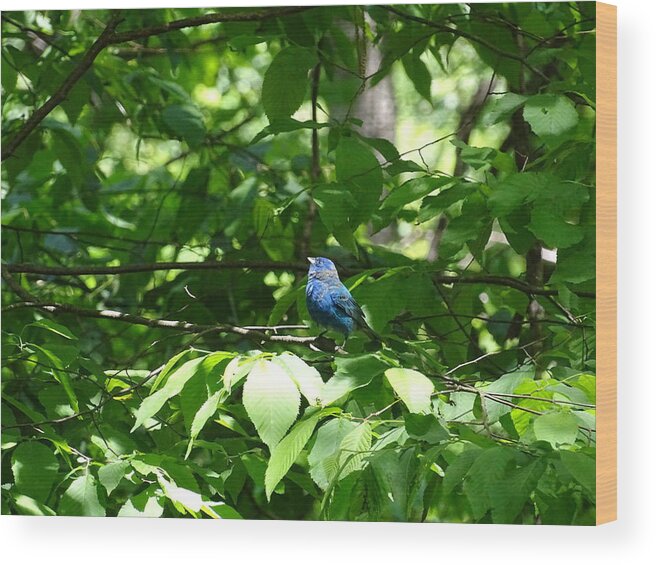 Birds Wood Print featuring the photograph Indigo Bunting by Mary Halpin