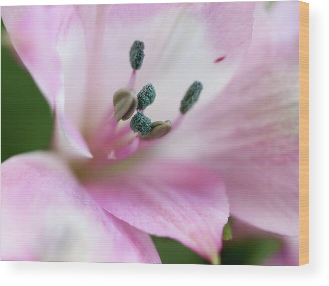 Flower Wood Print featuring the photograph Inner Beauty by Mary Anne Delgado