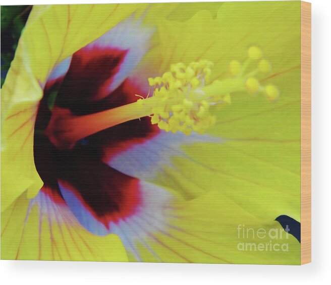 Hibiscus Wood Print featuring the photograph Inside A Yellow Beauty by D Hackett