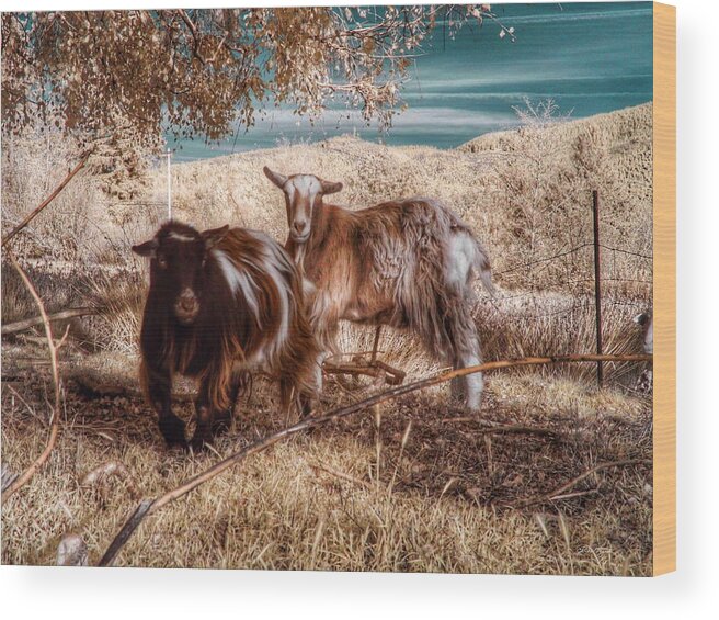 Goats Wood Print featuring the photograph Invisible Lives by Chriss Pagani