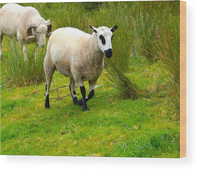 Irish Sheep Wood Print featuring the photograph Irish Sheep by Sue Morris