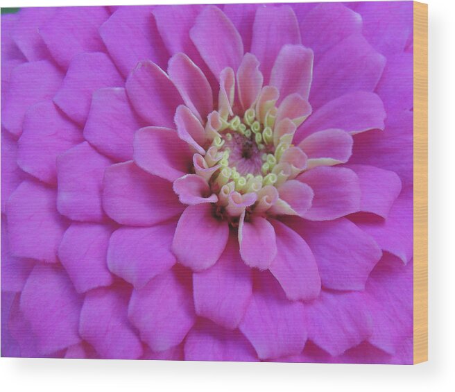 Pink Wood Print featuring the photograph Irridescent Pink by Cathi Abbiss Crane