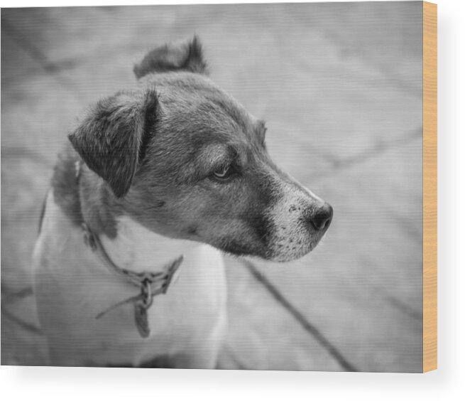 Dog Wood Print featuring the photograph Jack Russell by Nick Bywater