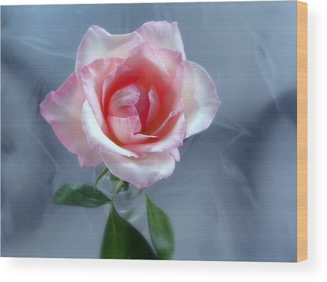 Rose Wood Print featuring the photograph JFK Rose by Terri Mills