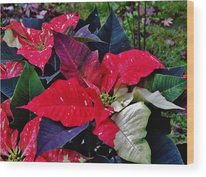 Plant Wood Print featuring the photograph Jingle Bell Rock 2 by VLee Watson