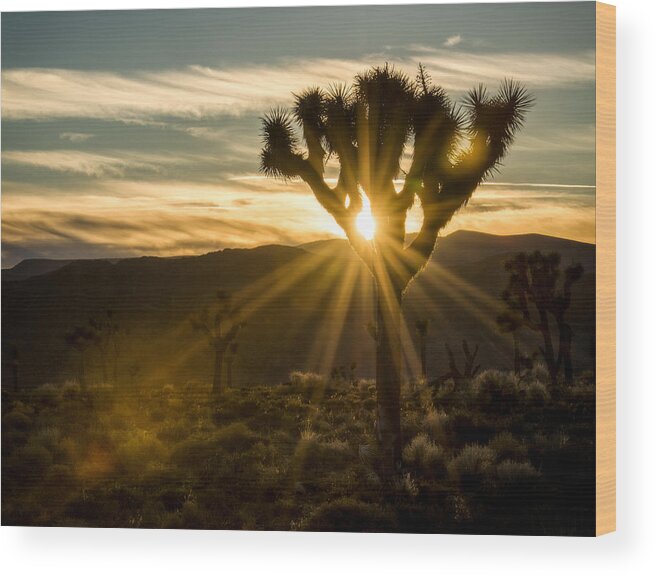 Death Valley Wood Print featuring the photograph Joshua Tree Sunset 2 by Matt Hammerstein