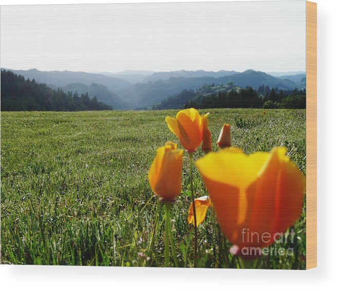Poppies Wood Print featuring the photograph Jubilant Poppies by JoAnn SkyWatcher