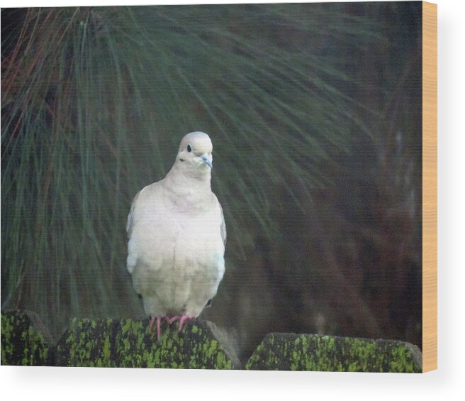 Dove Wood Print featuring the photograph Just Another Dove by Eric Forster