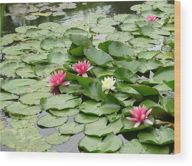 inspirational spiritual motivational botanical french france monet water Lilies  Wood Print featuring the photograph Just floating by Sophia Landau