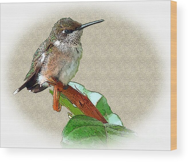 Hummingbird Wood Print featuring the photograph Just Hangin' Out by Sue Melvin
