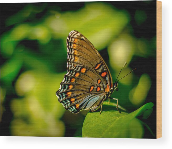 Butterfly Black Swallowtail Garden Insect Beauty Bruce Pritchett Photography Wood Print featuring the photograph Being Still by Bruce Pritchett
