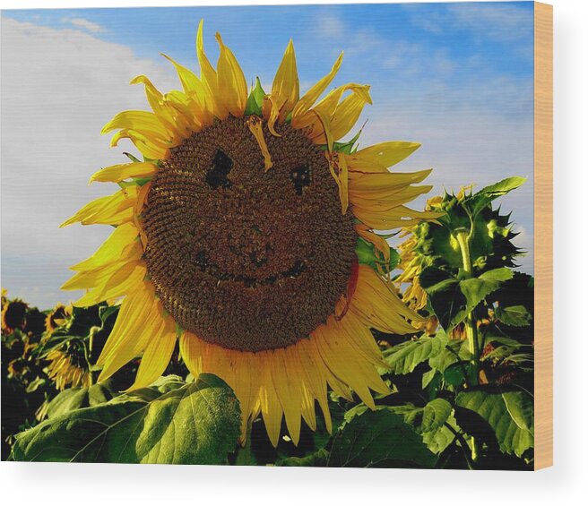 Sunflower Wood Print featuring the photograph Kansas Sunflower by Keith Stokes
