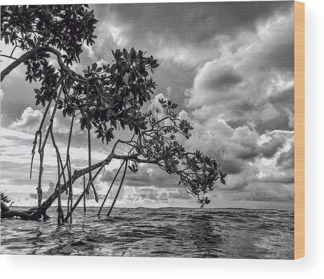 Black And White Wood Print featuring the photograph Key Largo Mangroves by Louise Lindsay