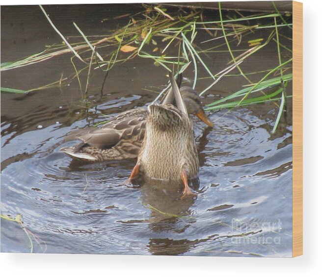 Duck Wood Print featuring the photograph Kiss my Duck by Anthony Trillo