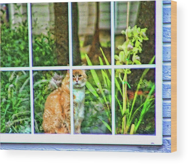 Cat Wood Print featuring the photograph Kitty Reflections by Wendy McKennon