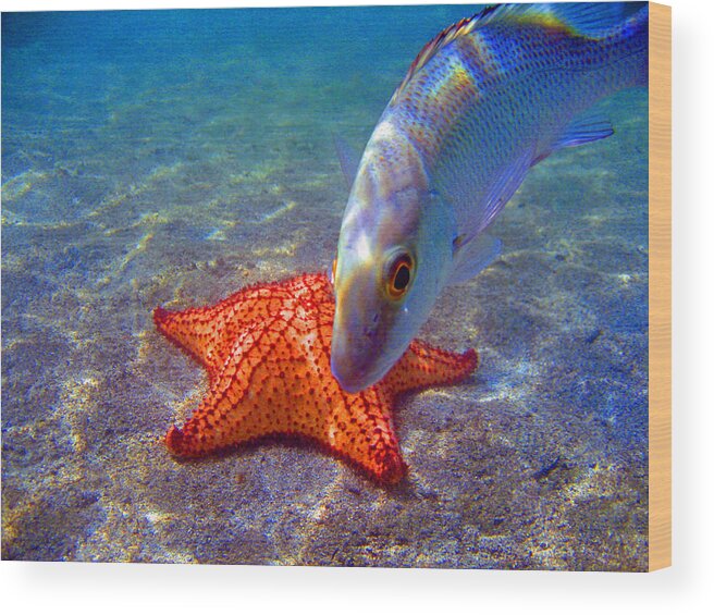 Fish Wood Print featuring the photograph Laguna Stars by Kelly Smith