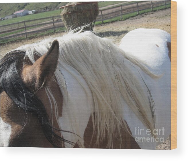 Horse Wood Print featuring the photograph Lakna Again by Brandy Woods