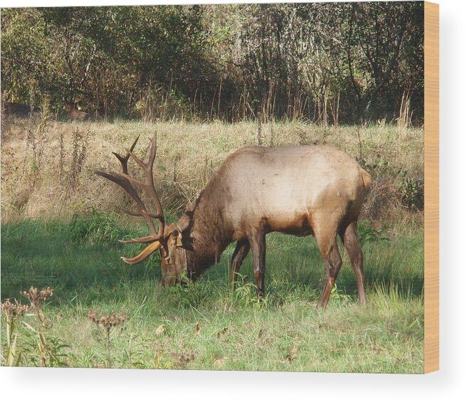 Elk Wood Print featuring the photograph Large Elk by Allen Nice-Webb