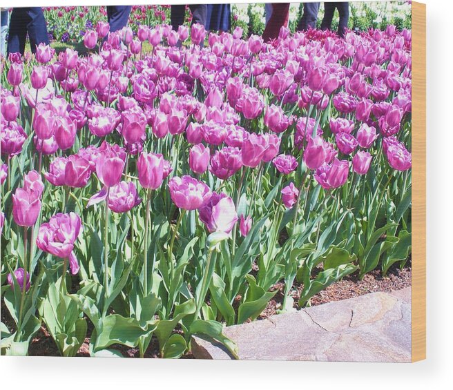 Flowers Wood Print featuring the photograph Lavender Tulips by Jeanette Oberholtzer