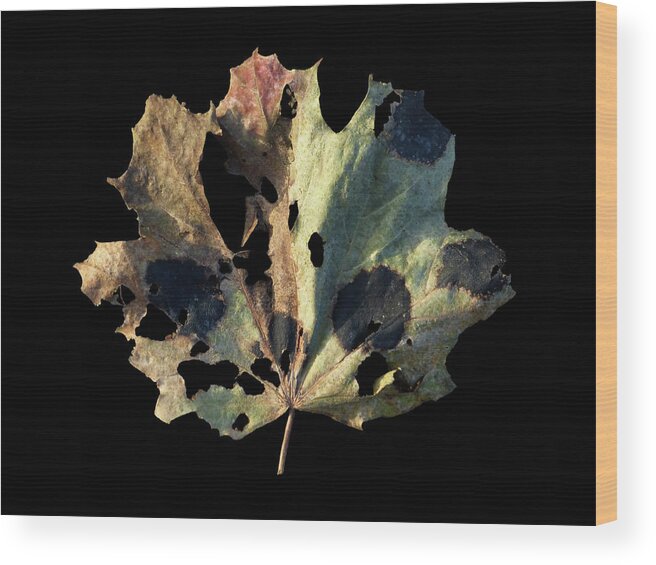 Leaf Wood Print featuring the photograph Leaf 16 by David J Bookbinder