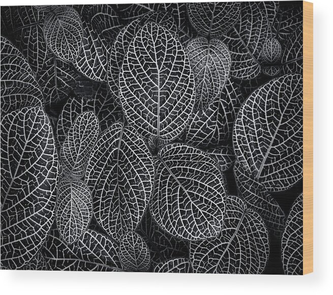 Leafy Wood Print featuring the photograph Leaf Pattern by Wayne Sherriff