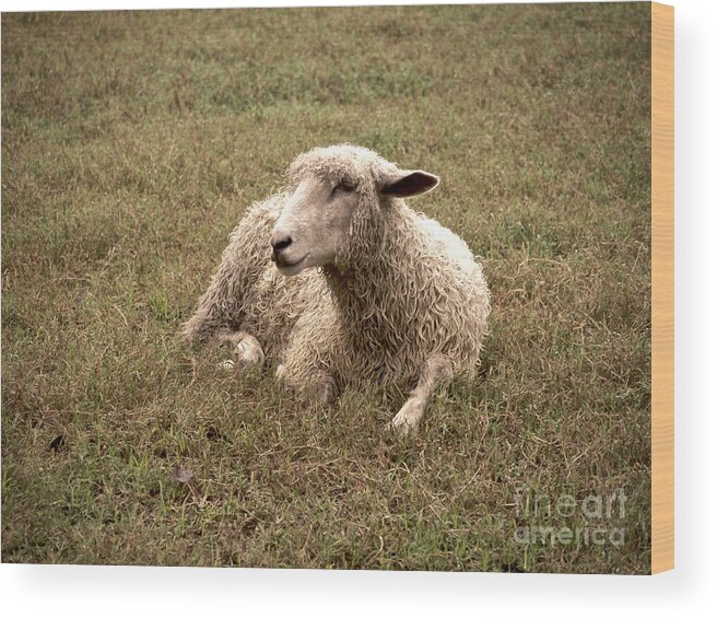 Leicester Longwool Sheep Wood Print featuring the photograph Leicester Sheep in the Dewy Grass by Lara Morrison