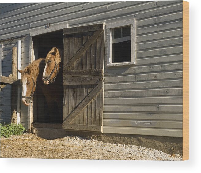 Two Horses Standing Inside Narrow Barn Door Wood Print featuring the photograph Let's Go Out by Sally Weigand