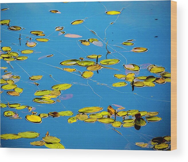 Water Wood Print featuring the photograph Lilly Pad Pond by Dennis Bucklin
