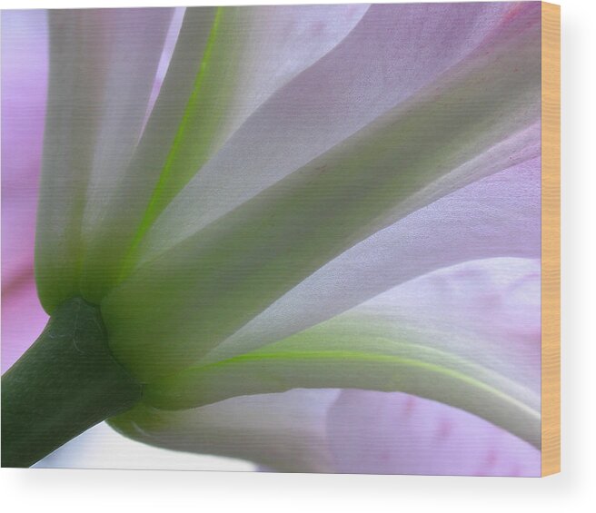 Luminous Wood Print featuring the photograph Lily Fine Art by Juergen Roth