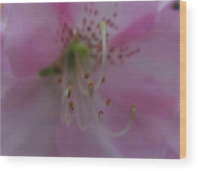 Lily Wood Print featuring the photograph Lily by Juergen Roth