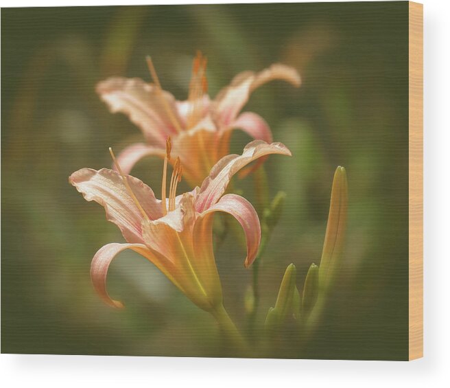 Picture Pink Daylilies Wood Print featuring the photograph Lily Pair - Indian Summer by MTBobbins Photography
