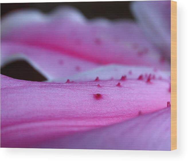 Lily Wood Print featuring the photograph Lily Sepal by Juergen Roth