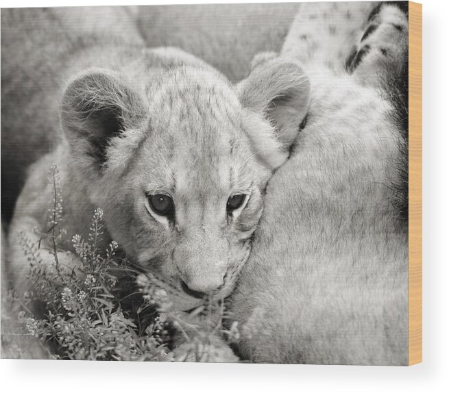 Lion Wood Print featuring the photograph Lion Cub by Marilyn Hunt