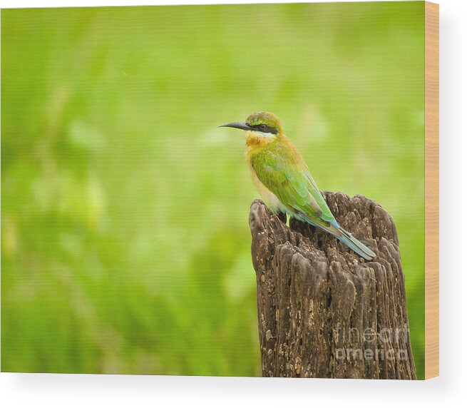Little Green Bee-eater Wood Print featuring the photograph Little Green Bee-eater by Venura Herath