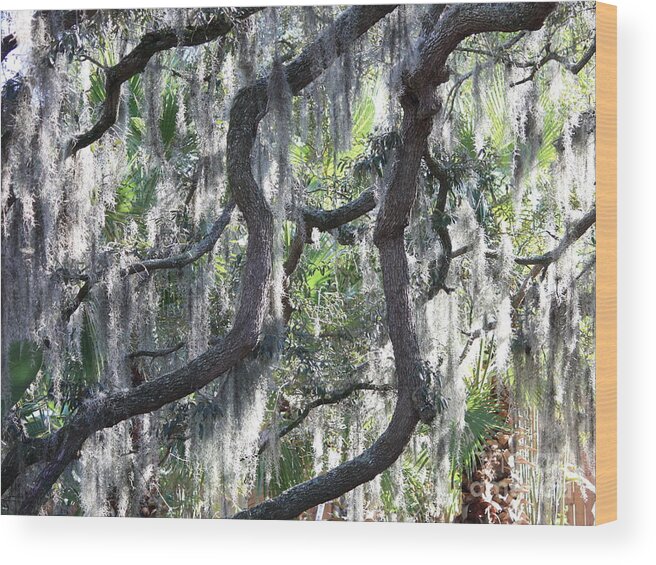 Spanish Moss Wood Print featuring the photograph Live Oak with Spanish Moss and Palms by Carol Groenen