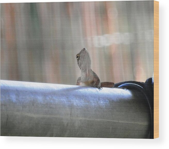Caught This Grey Wood Print featuring the photograph Lizard Larry Look Up by Belinda Lee