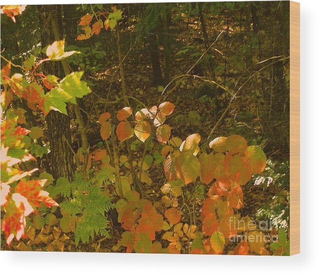 Autumn Leaves Wood Print featuring the photograph Local color by Paul Galante