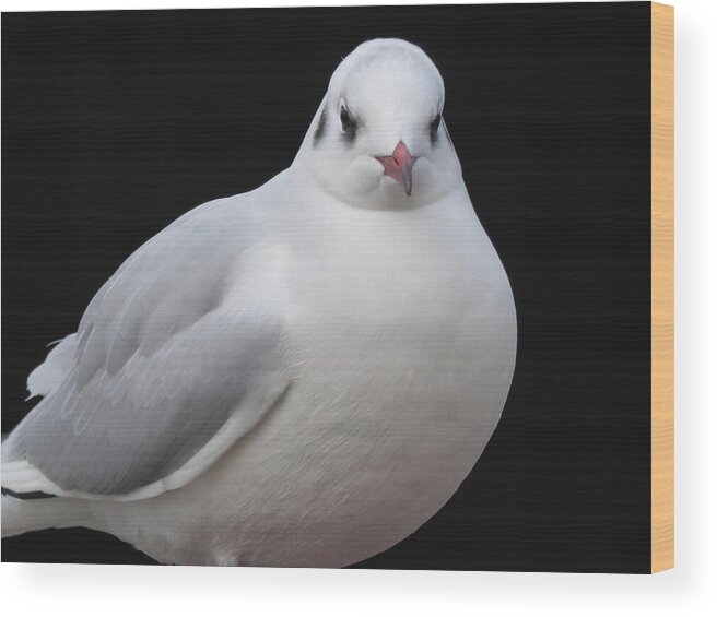 Gull Wood Print featuring the photograph Mediterranean Gull by Margaret Brooks