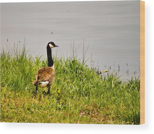 Lone Canada Goose - Loch Mary - Earlington Kentucky Wood Print featuring the photograph Lone Canada Goose - Loch Mary - Earlington Kentucky by Greg Jackson