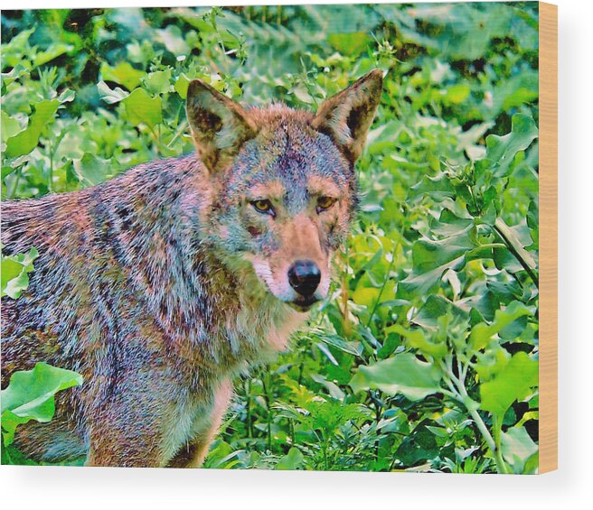  Wood Print featuring the photograph Lone Wolf by Ed Immar