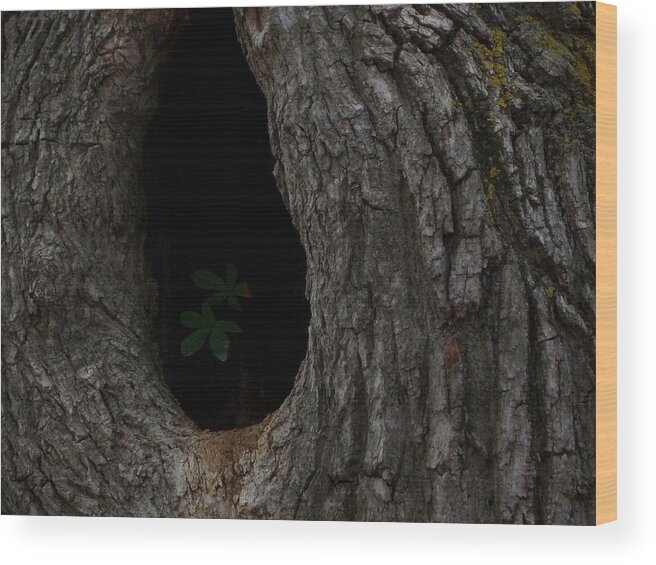 Tree Wood Print featuring the photograph Lonely by Carole Hutchison