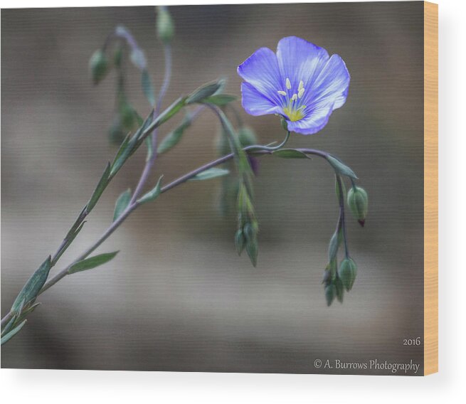 Linum Lewisii Wood Print featuring the photograph Lonesome Blue Flax by Aaron Burrows