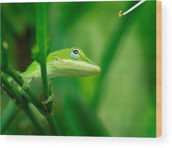 Lizard Wood Print featuring the photograph Look Up Lizard by Brad Boland