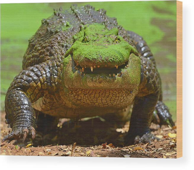 Crocodylus Niloticus Wood Print featuring the photograph Looking For Lunch by Tony Beck