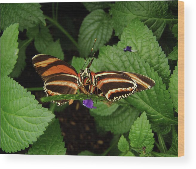 Butterflies Wood Print featuring the photograph Love - Butterflies Kissing by Steven Myers