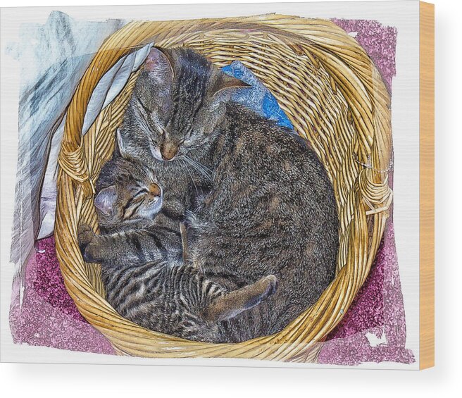 Kitty Wood Print featuring the photograph Love In A Hand Basket by Constantine Gregory