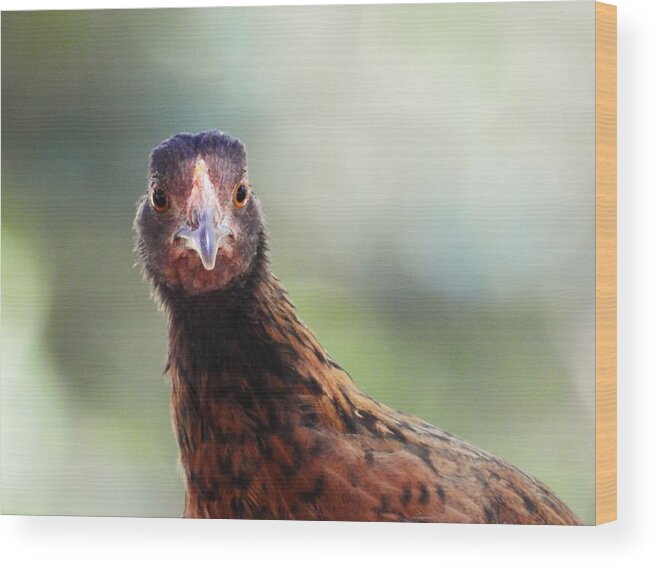 Chickens Hen Pose Nature Wild Wildlife Animal Bird Bird-watching Comical Funny Bird Photography Wood Print featuring the photograph Love That Smile by Jan Gelders