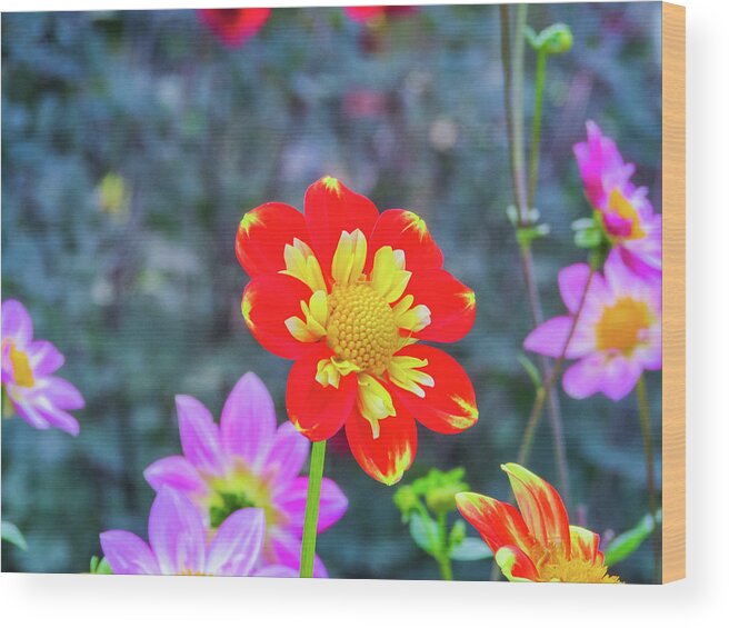 Dahlia Flower Wood Print featuring the photograph Lovely Dahlia by Cesar Vieira