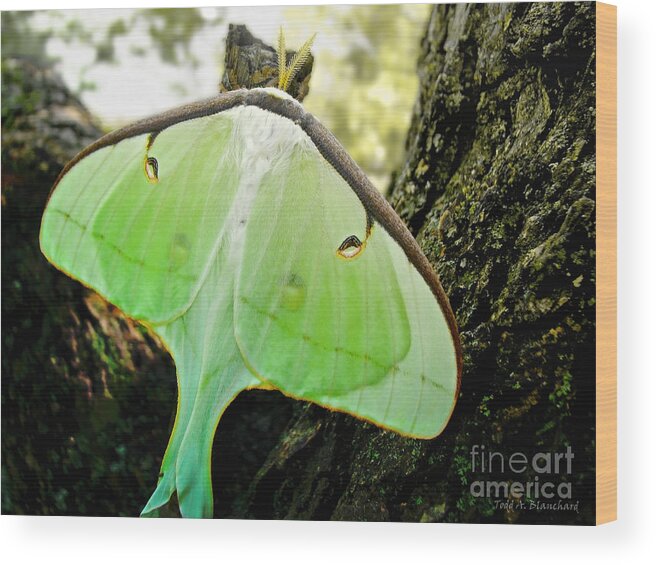 Macro Wood Print featuring the photograph Luna Moth No. 3 by Todd Blanchard
