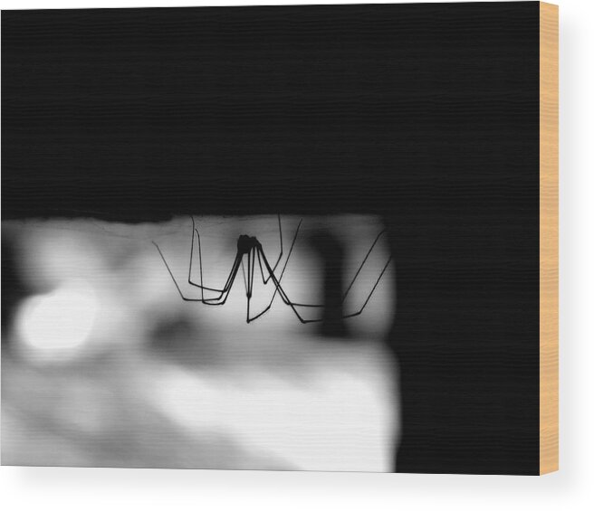 Black And White Wood Print featuring the photograph Lurk by Nicholas Haddox